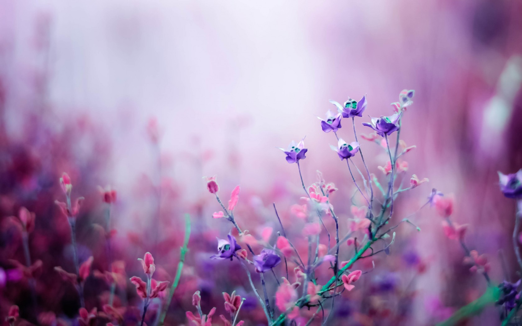 cvety-sirenevye-rozovye-makro.jpg