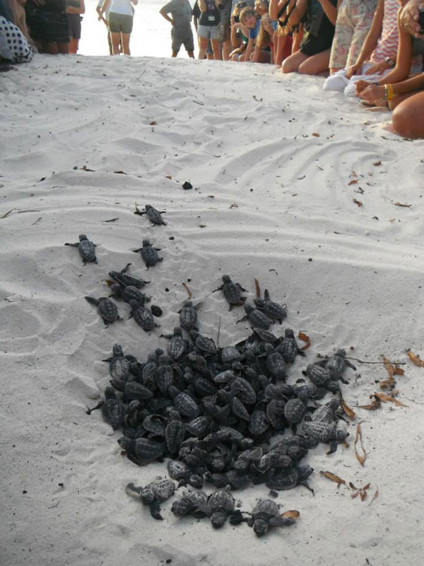 volunteers-help-guide-loggerhead-sea-turtle-hatchlings-to-sea-5.jpg
