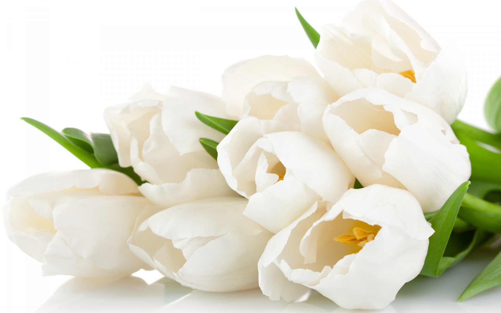 1416822489_tulips-flowers-bouquet-white.jpg