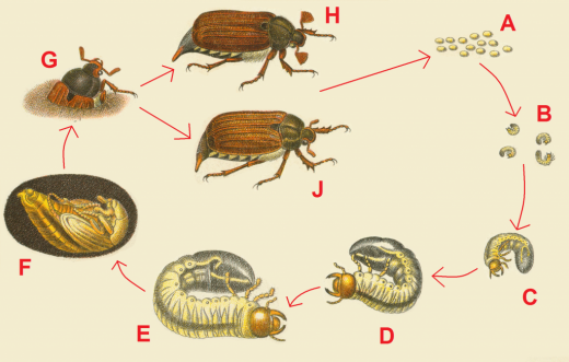 The-life-cycle-of-the-May-beetle-520x331.png