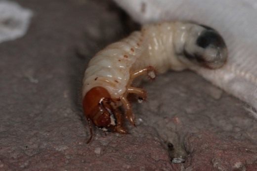 larva-may-bug1-520x346.jpg