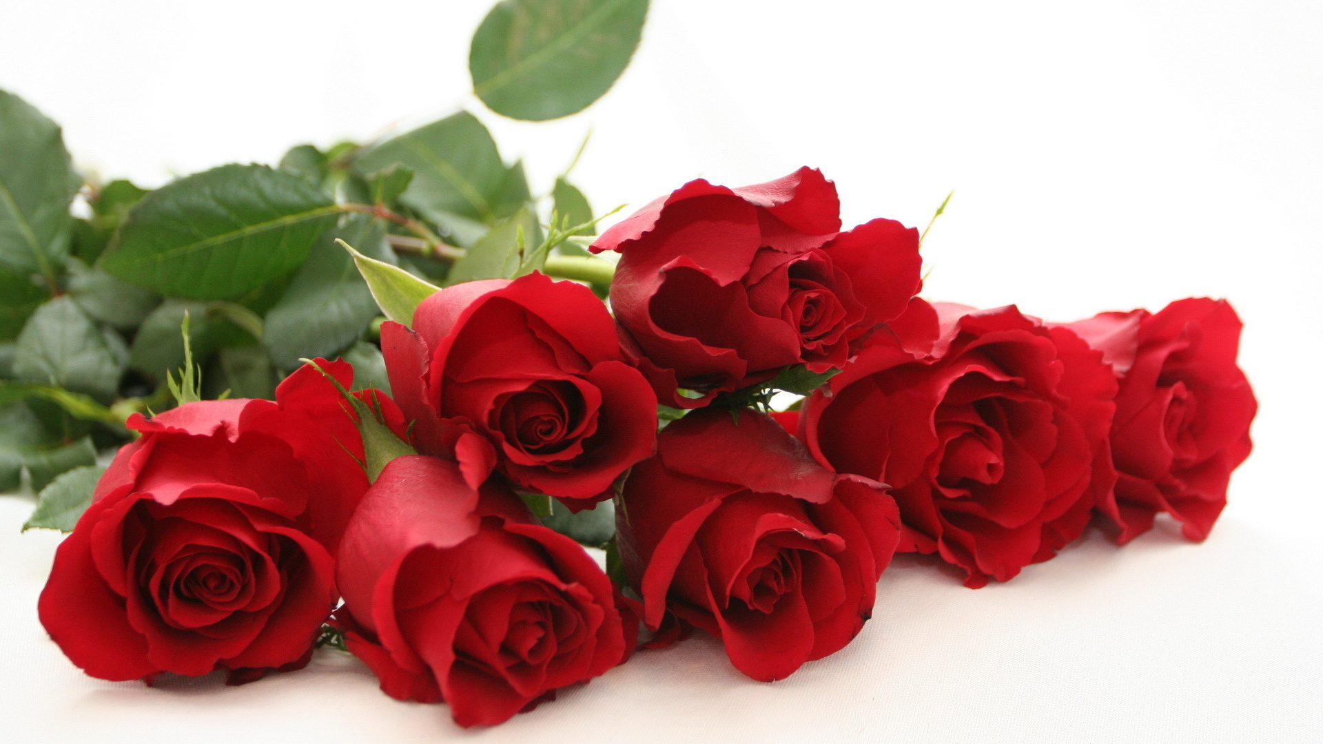 Nature___Flowers_Red_roses_on_a_white_table_on_a_white_background_056460_.jpg
