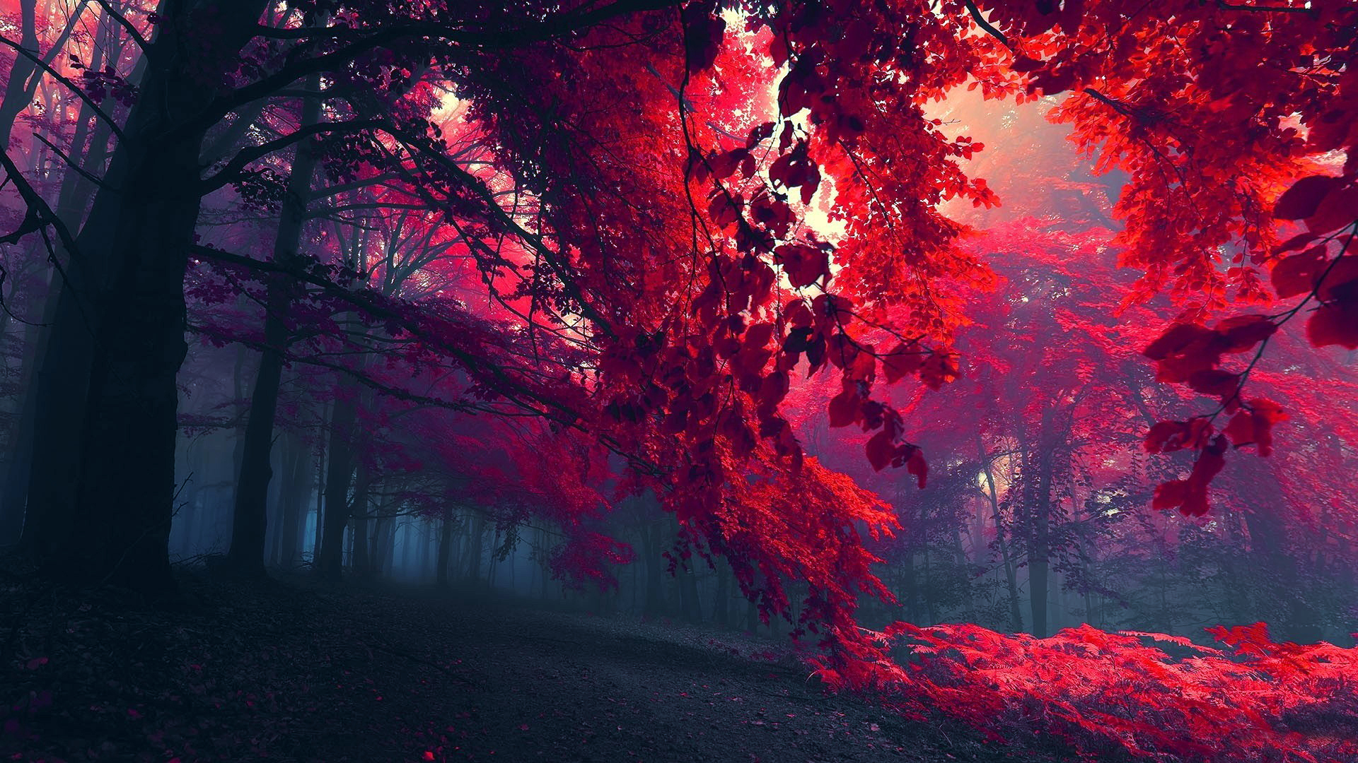 Nature___Seasons___Autumn_____Red_leaves_and_the_fog_087455_.jpg