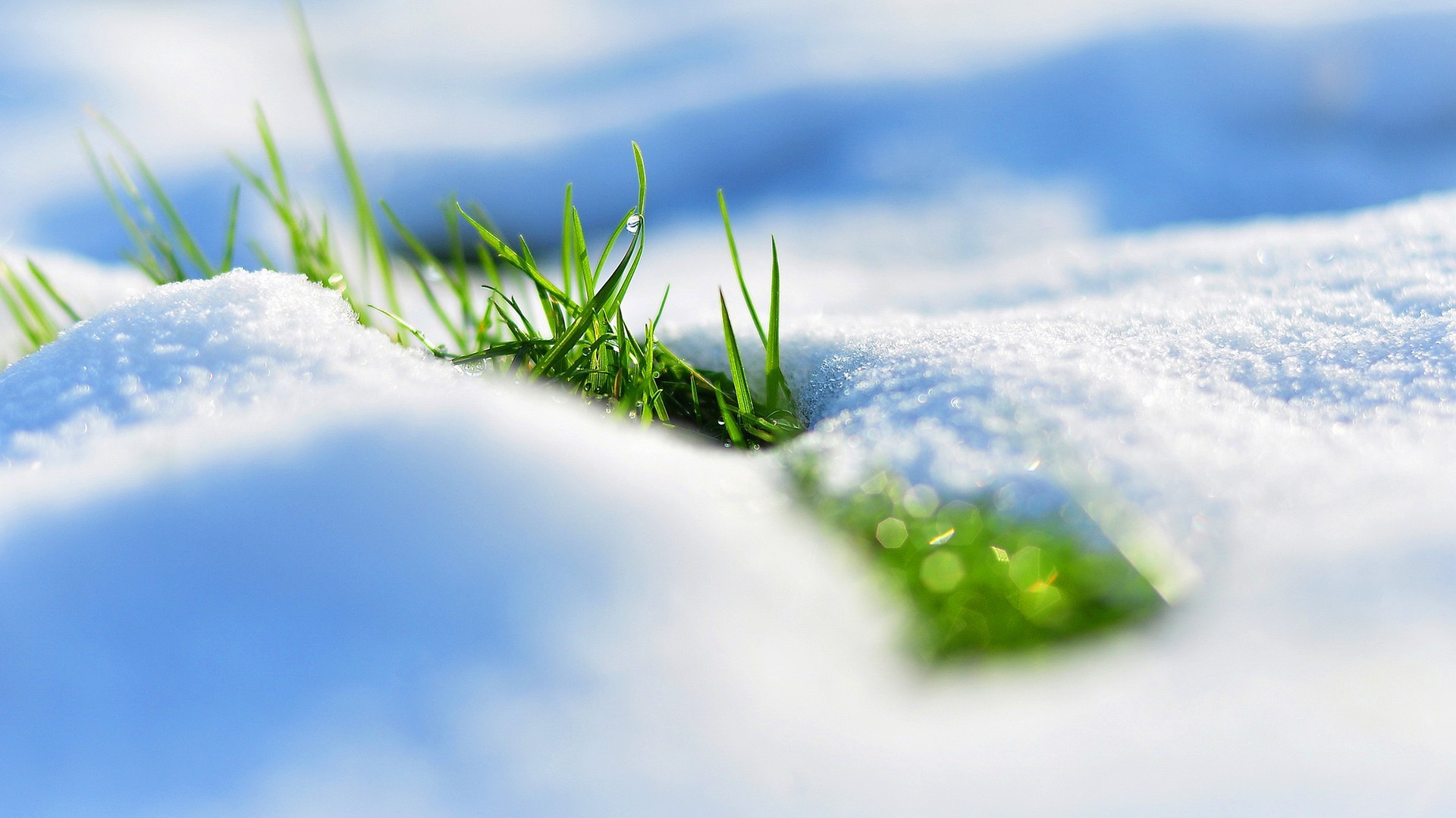 Nature___Seasons___Spring_Grass_makes_its_way_from_under_the_white_snow_099393_.jpg