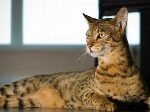 royal-ashera-cat-pictures-5_blog.jpg